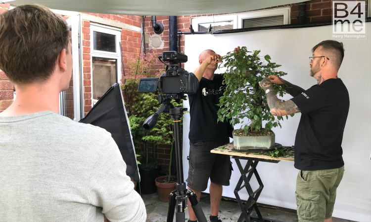 hornbeam bonsai